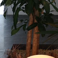 Planted void, from the stair photo
